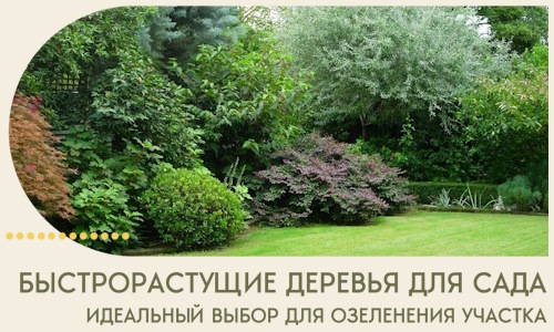 Быстрорастущие деревья для сада идеальный выбор в Вязьме
