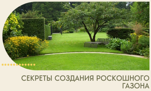 Секреты создания роскошного газона в Вязьме